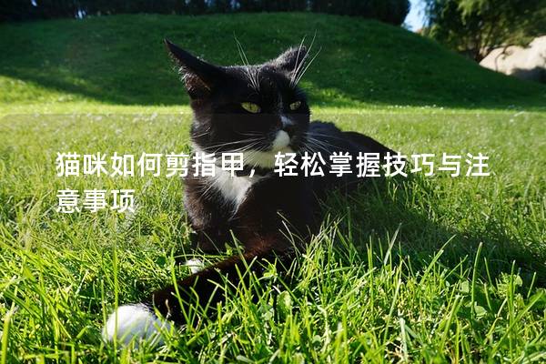 猫咪如何剪指甲，轻松掌握技巧与注意事项