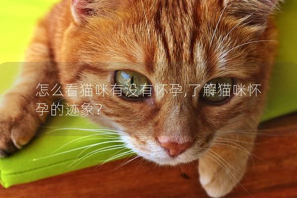 怎么看猫咪有没有怀孕,了解猫咪怀孕的迹象？