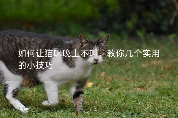 如何让猫咪晚上不叫，教你几个实用的小技巧