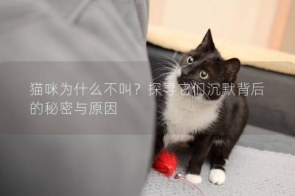 猫咪为什么不叫？探寻它们沉默背后的秘密与原因