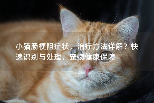 小猫肠梗阻症状，治疗方法详解？快速识别与处理，宠物健康保障