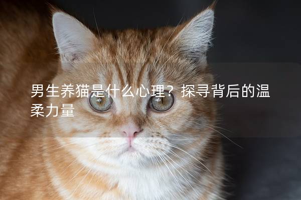 男生养猫是什么心理？探寻背后的温柔力量