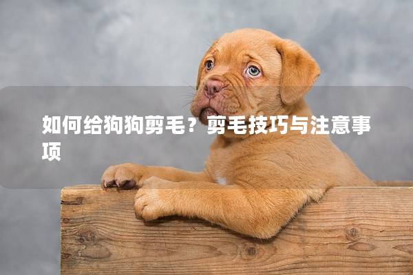 如何给狗狗剪毛？剪毛技巧与注意事项