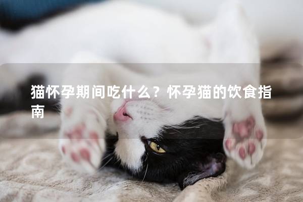 猫怀孕期间吃什么？怀孕猫的饮食指南