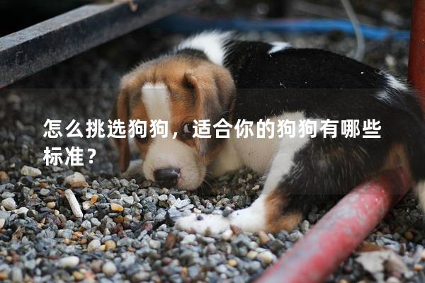 怎么挑选狗狗，适合你的狗狗有哪些标准？