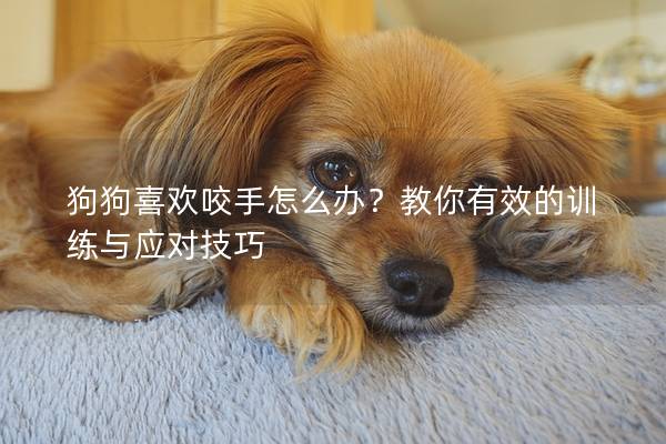 狗狗喜欢咬手怎么办？教你有效的训练与应对技巧