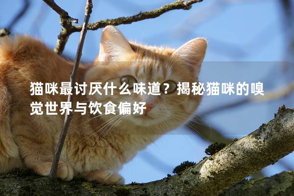 猫咪最讨厌什么味道？揭秘猫咪的嗅觉世界与饮食偏好