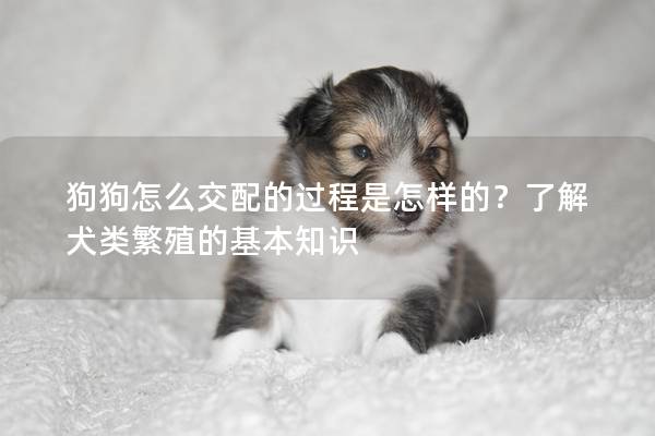 狗狗怎么交配的过程是怎样的？了解犬类繁殖的基本知识