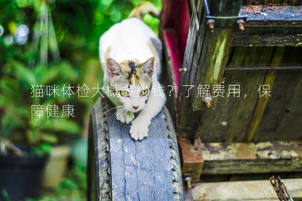 猫咪体检大概多少钱？了解费用，保障健康