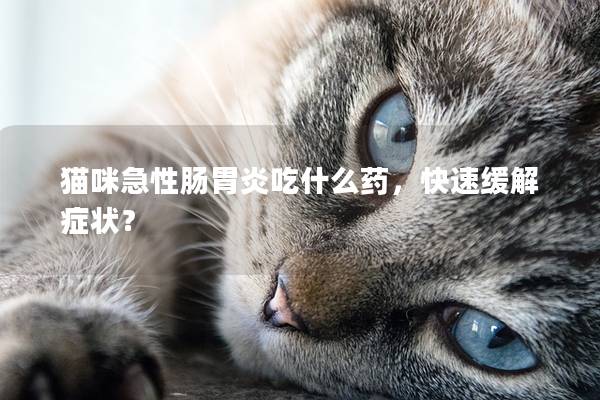 猫咪急性肠胃炎吃什么药，快速缓解症状？