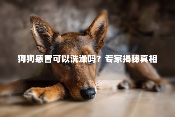 狗狗感冒可以洗澡吗？专家揭秘真相