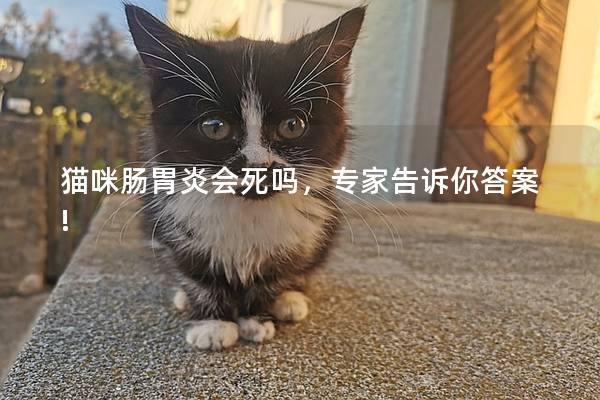 猫咪肠胃炎会死吗，专家告诉你答案!