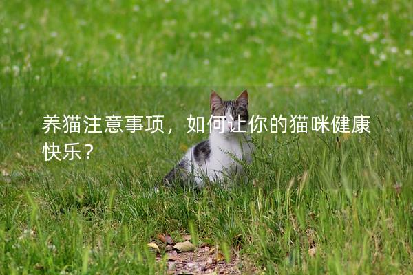 养猫注意事项，如何让你的猫咪健康快乐？