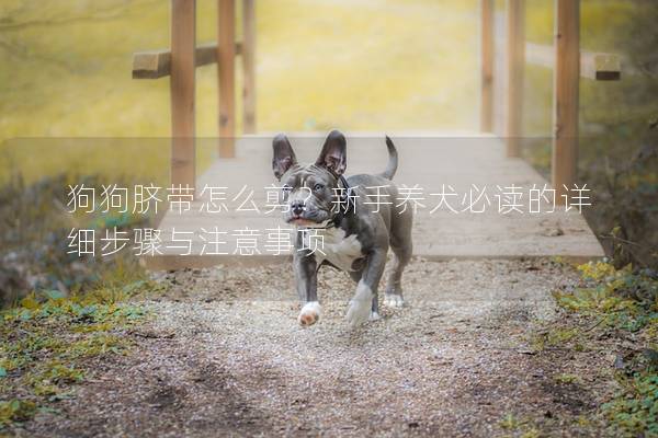 狗狗脐带怎么剪？新手养犬必读的详细步骤与注意事项