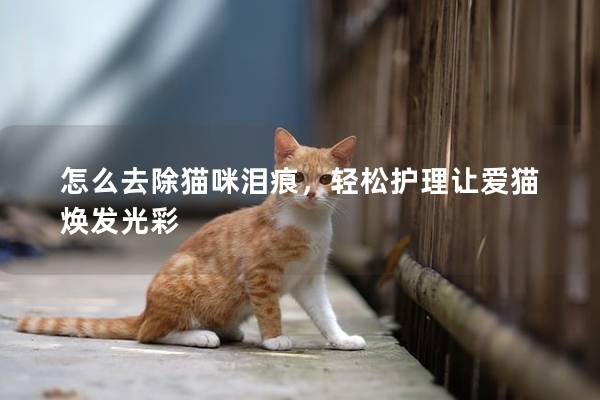 怎么去除猫咪泪痕，轻松护理让爱猫焕发光彩