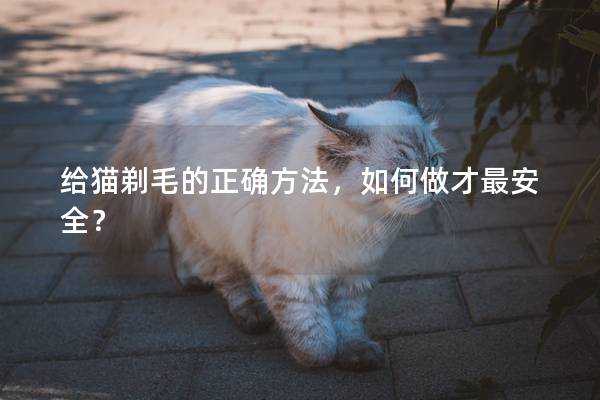 给猫剃毛的正确方法，如何做才最安全？