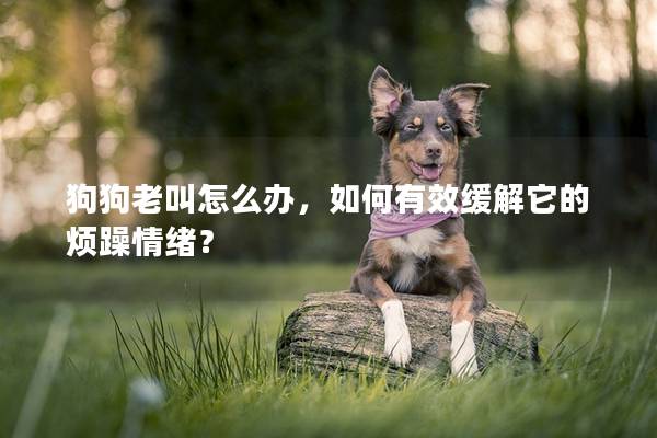 狗狗老叫怎么办，如何有效缓解它的烦躁情绪？