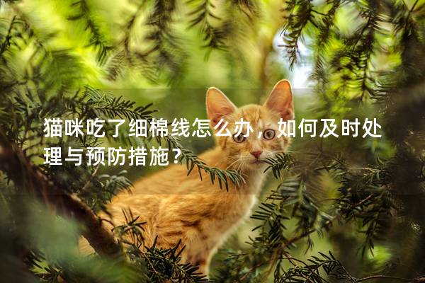 猫咪吃了细棉线怎么办，如何及时处理与预防措施？