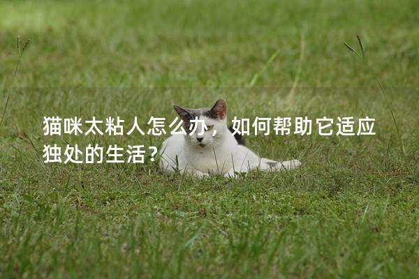 猫咪太粘人怎么办，如何帮助它适应独处的生活？