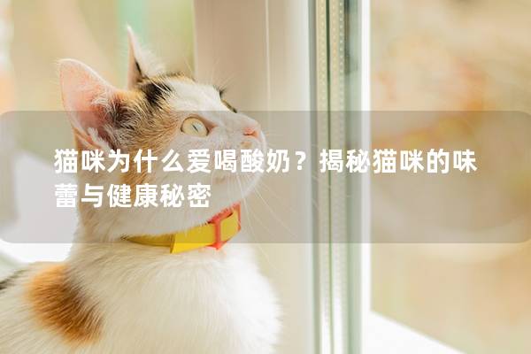 猫咪为什么爱喝酸奶？揭秘猫咪的味蕾与健康秘密