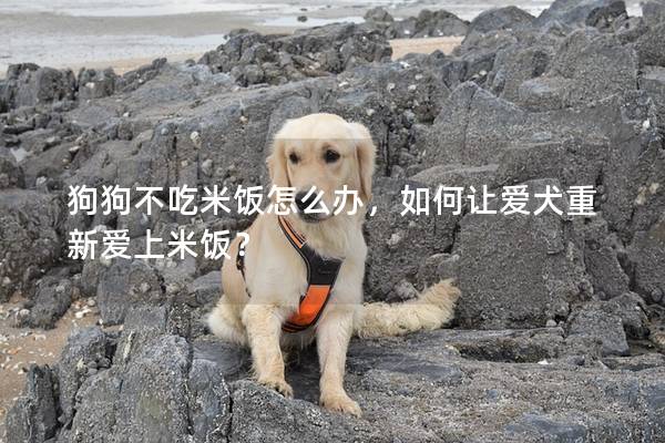 狗狗不吃米饭怎么办，如何让爱犬重新爱上米饭？