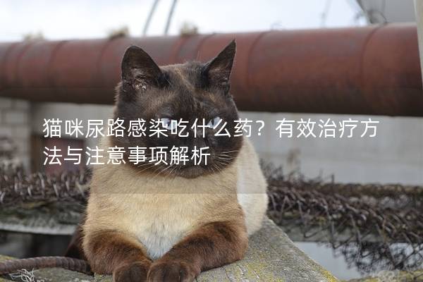 猫咪尿路感染吃什么药？有效治疗方法与注意事项解析