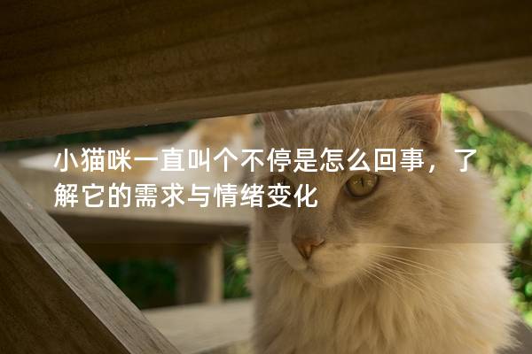 小猫咪一直叫个不停是怎么回事，了解它的需求与情绪变化