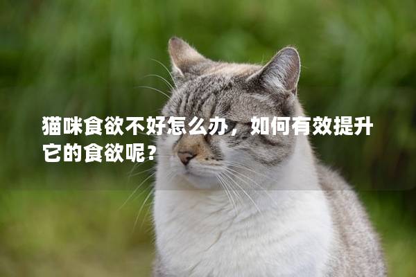 猫咪食欲不好怎么办，如何有效提升它的食欲呢？