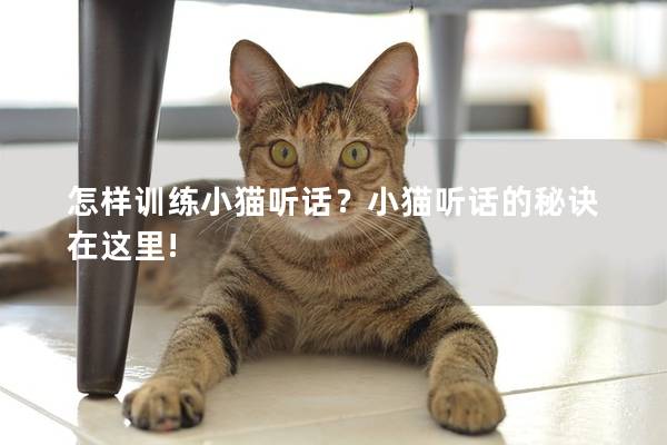 怎样训练小猫听话？小猫听话的秘诀在这里!