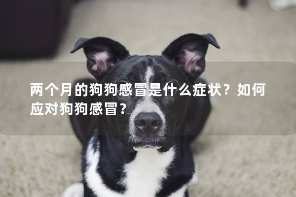 两个月的狗狗感冒是什么症状？如何应对狗狗感冒？