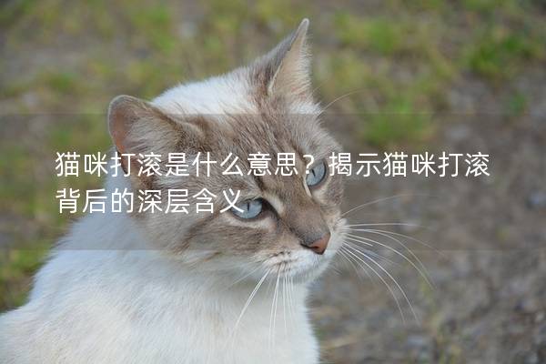 猫咪打滚是什么意思？揭示猫咪打滚背后的深层含义