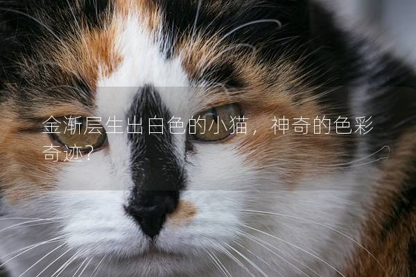 金渐层生出白色的小猫，神奇的色彩奇迹？