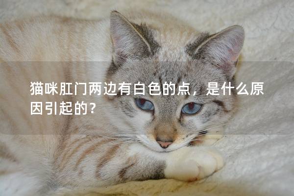 猫咪肛门两边有白色的点，是什么原因引起的？