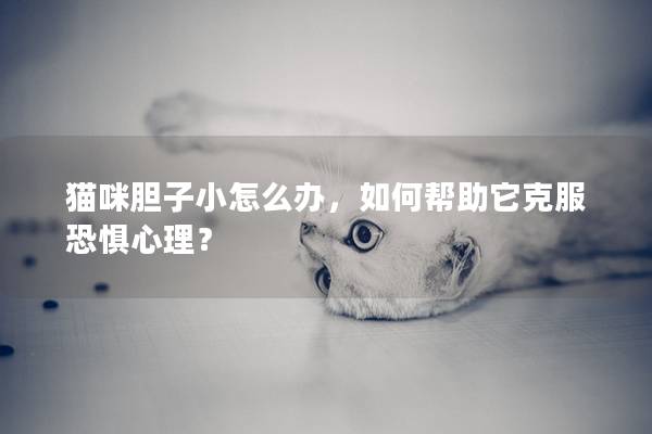 猫咪胆子小怎么办，如何帮助它克服恐惧心理？