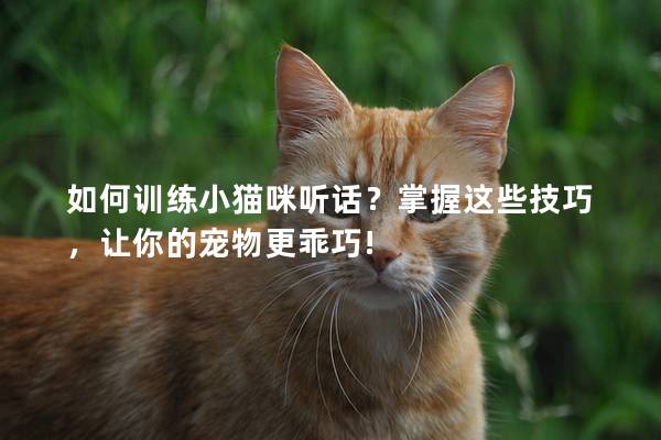 如何训练小猫咪听话？掌握这些技巧，让你的宠物更乖巧!