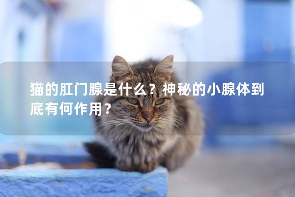 猫的肛门腺是什么？神秘的小腺体到底有何作用？