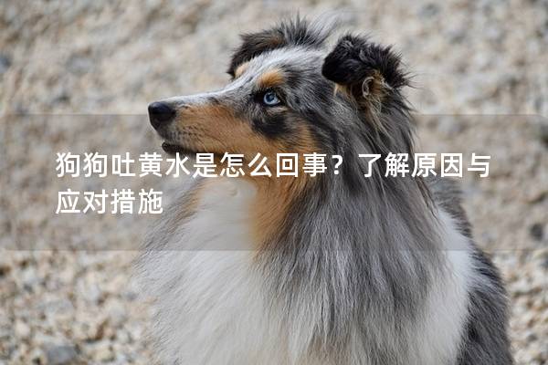 狗狗吐黄水是怎么回事？了解原因与应对措施