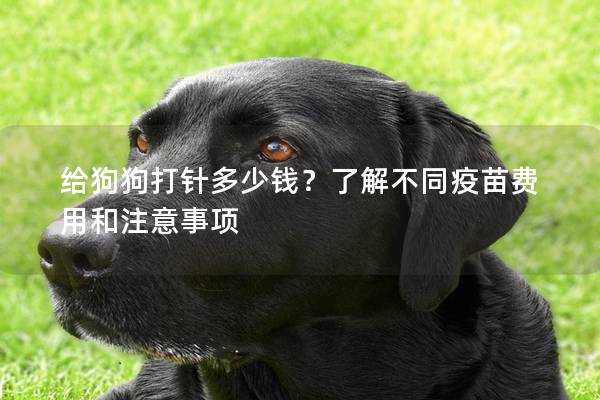 给狗狗打针多少钱？了解不同疫苗费用和注意事项