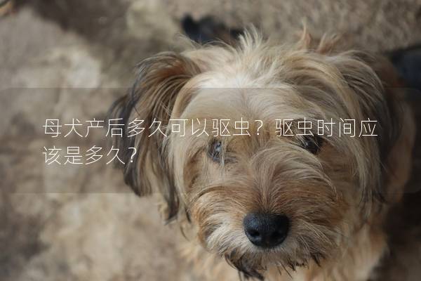 母犬产后多久可以驱虫？驱虫时间应该是多久？