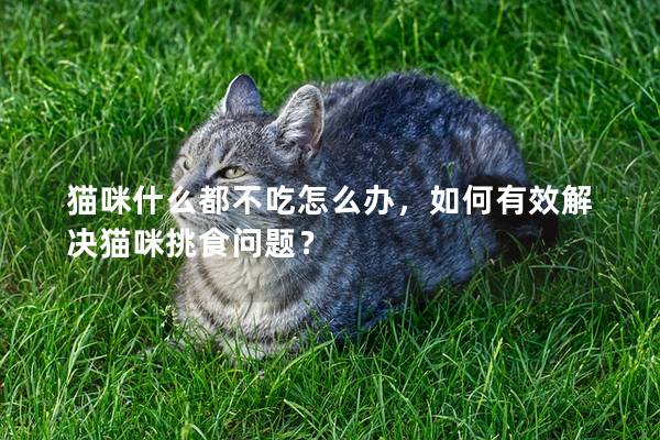 猫咪什么都不吃怎么办，如何有效解决猫咪挑食问题？