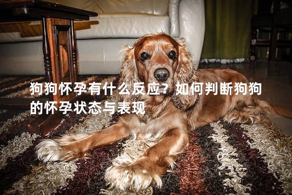 狗狗怀孕有什么反应？如何判断狗狗的怀孕状态与表现