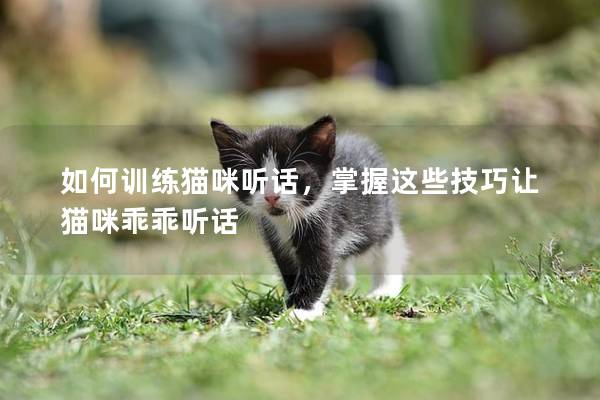 如何训练猫咪听话，掌握这些技巧让猫咪乖乖听话