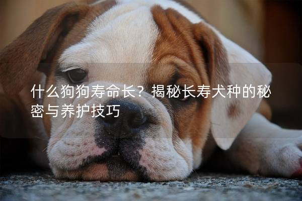 什么狗狗寿命长？揭秘长寿犬种的秘密与养护技巧