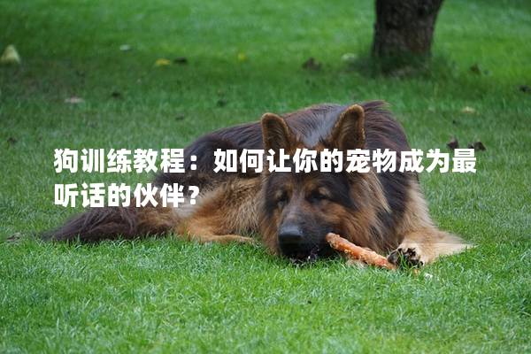 狗训练教程：如何让你的宠物成为最听话的伙伴？