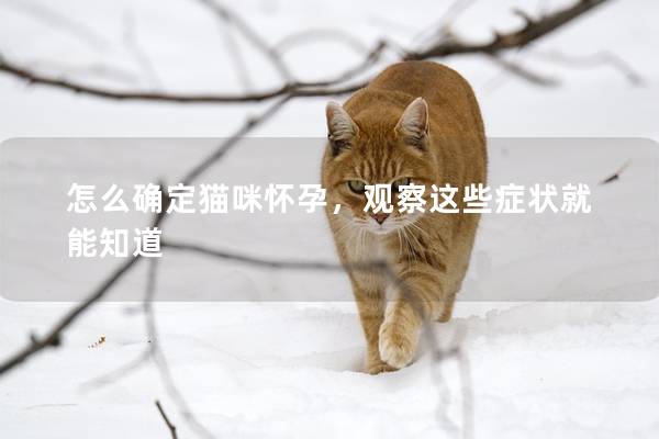 怎么确定猫咪怀孕，观察这些症状就能知道