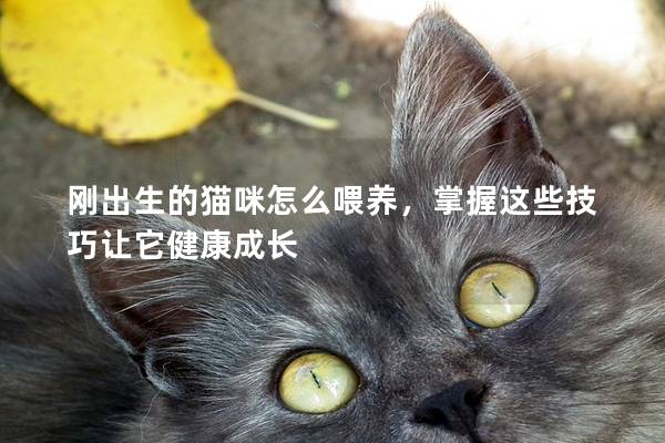 刚出生的猫咪怎么喂养，掌握这些技巧让它健康成长