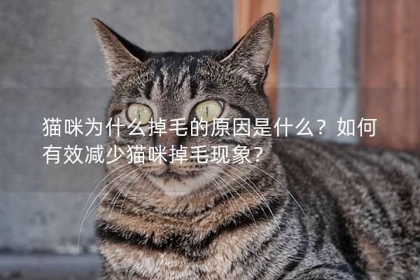 猫咪为什么掉毛的原因是什么？如何有效减少猫咪掉毛现象？