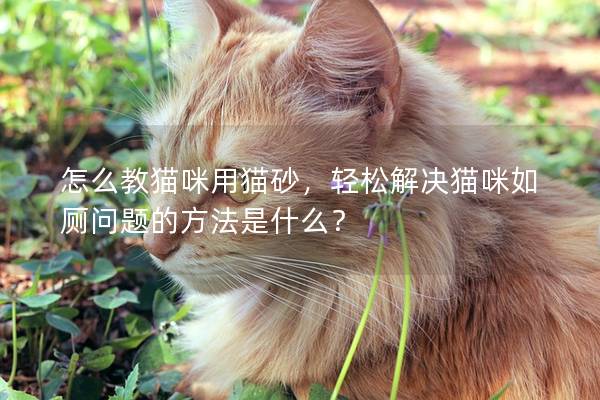 怎么教猫咪用猫砂，轻松解决猫咪如厕问题的方法是什么？