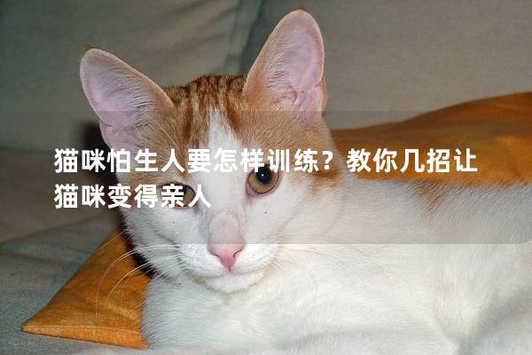 猫咪怕生人要怎样训练？教你几招让猫咪变得亲人