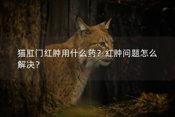 猫肛门红肿用什么药？红肿问题怎么解决？